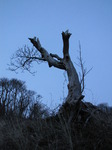 SX13773 Old tree trunk at dusk.jpg